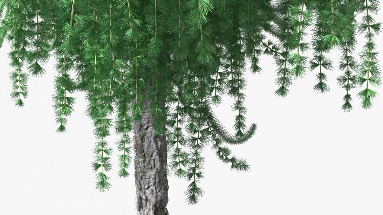 3D Larix Kaempferi Stiff Weeper model