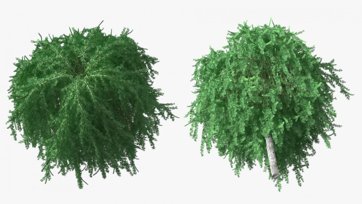 3D Larix Kaempferi Stiff Weeper model