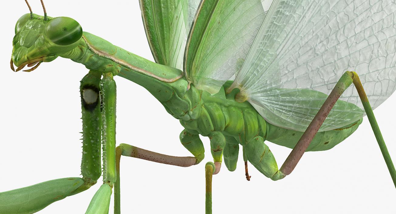 3D model European Mantis