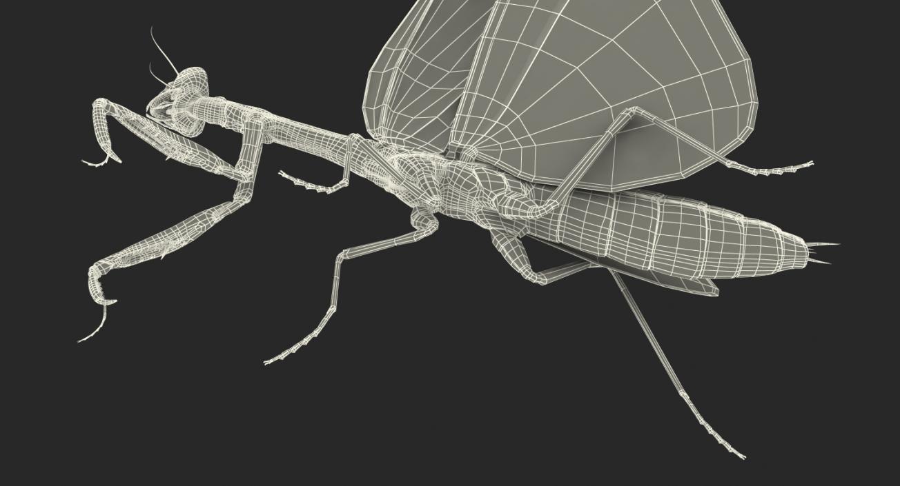 3D model European Mantis