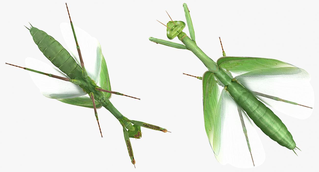 3D model European Mantis