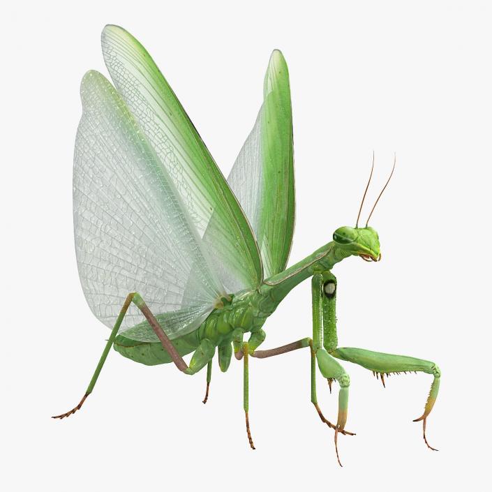 3D model European Mantis