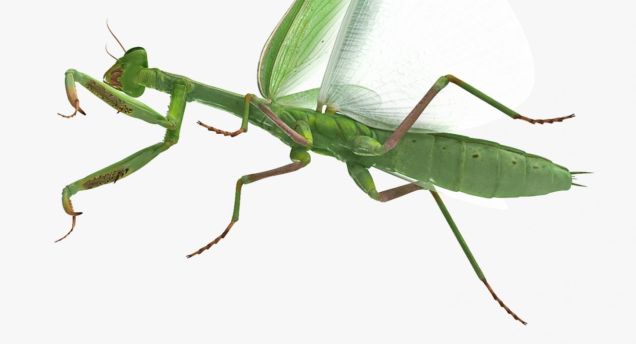 3D model European Mantis