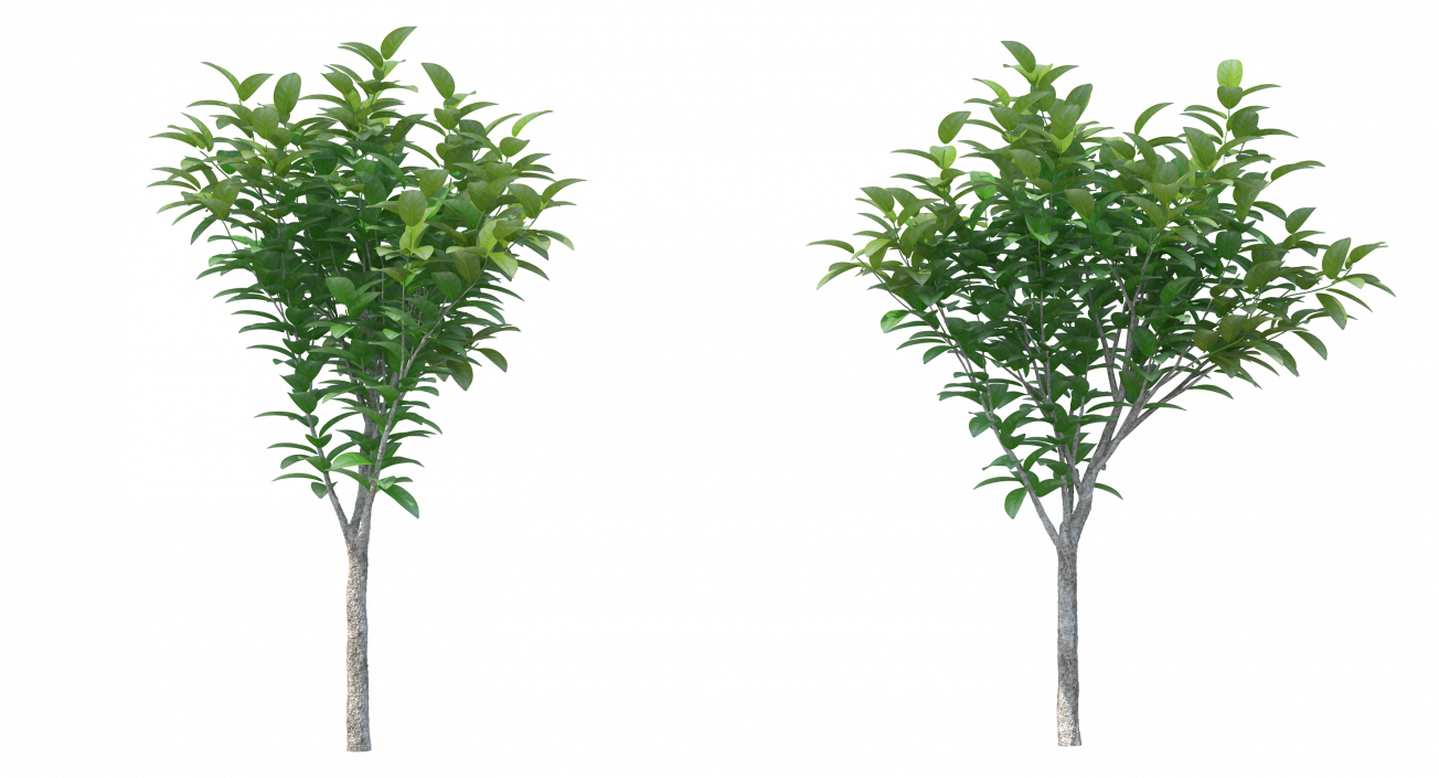 3D model Small Tree