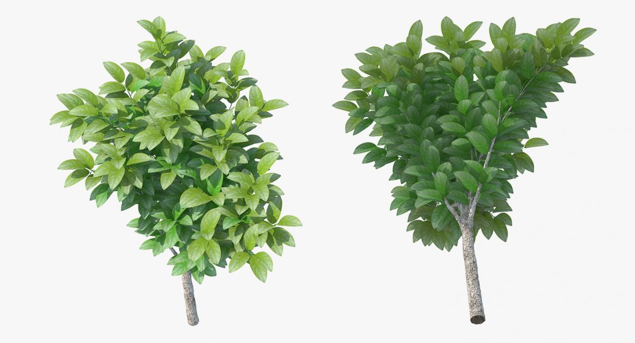 3D model Small Tree