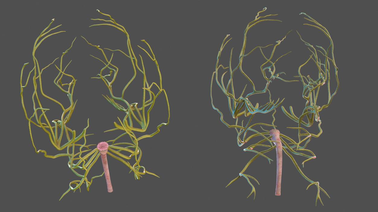 3D model Human Head Nervous System