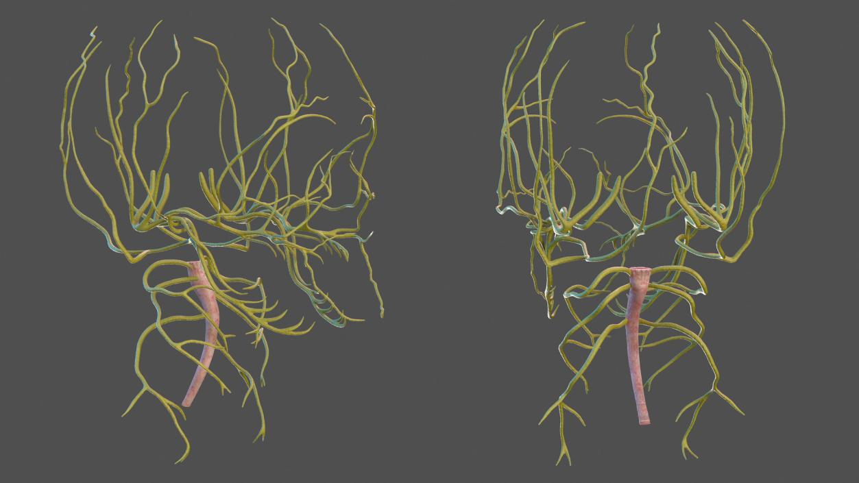 3D model Human Head Nervous System