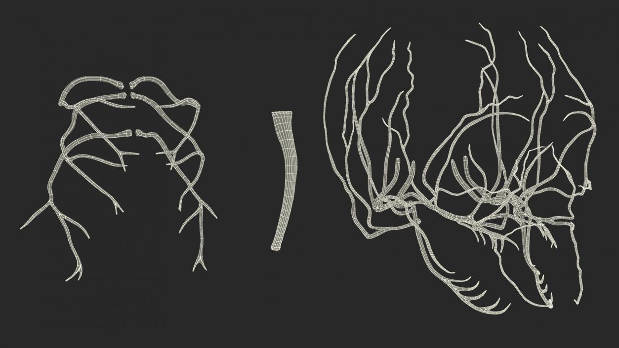 3D model Human Head Nervous System