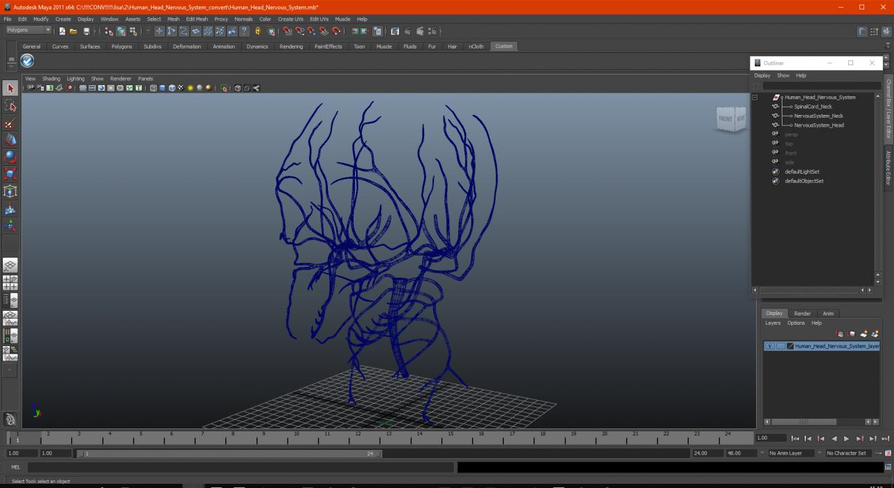 3D model Human Head Nervous System