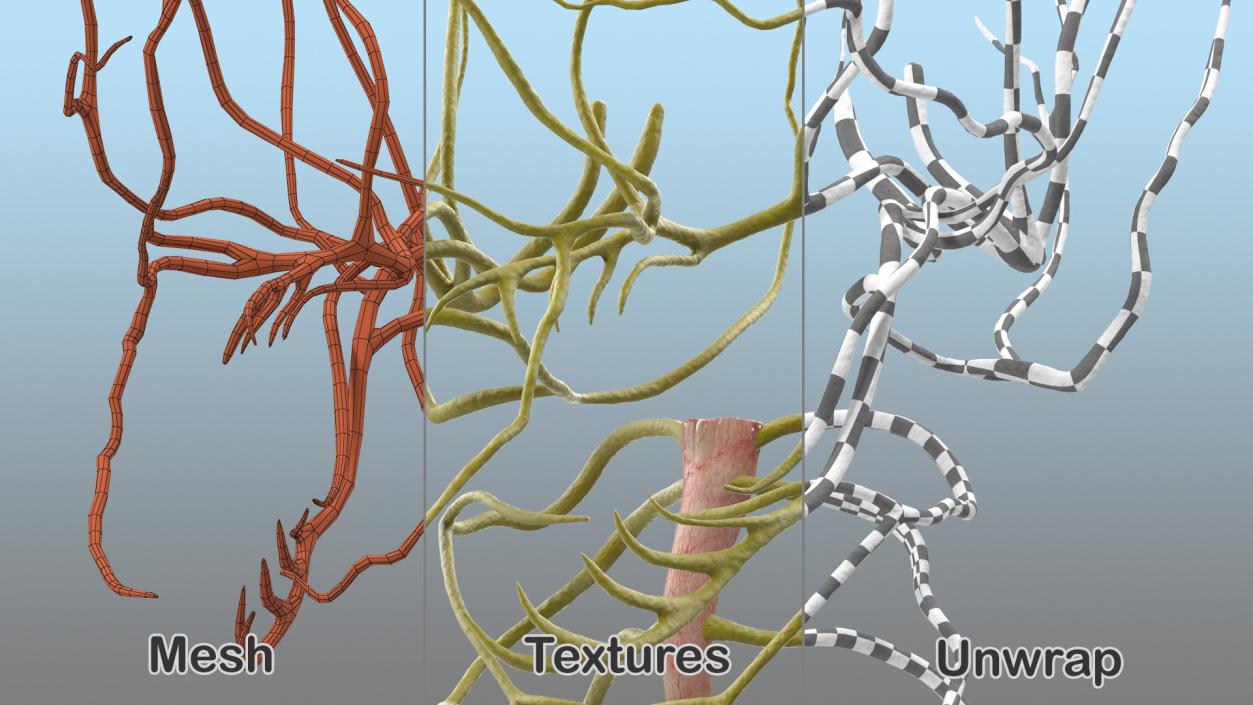 3D model Human Head Nervous System