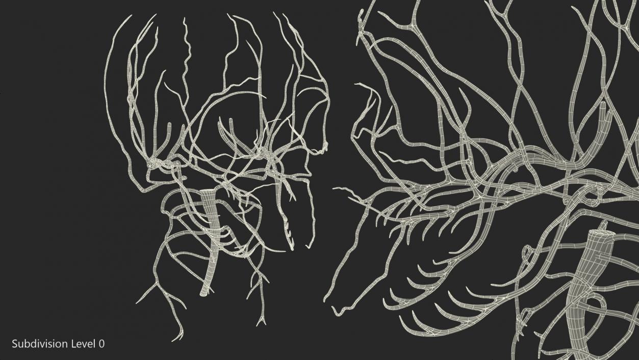 3D model Human Head Nervous System