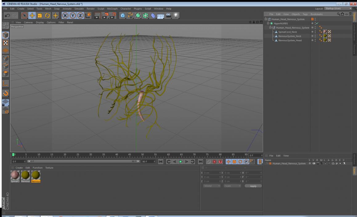 3D model Human Head Nervous System