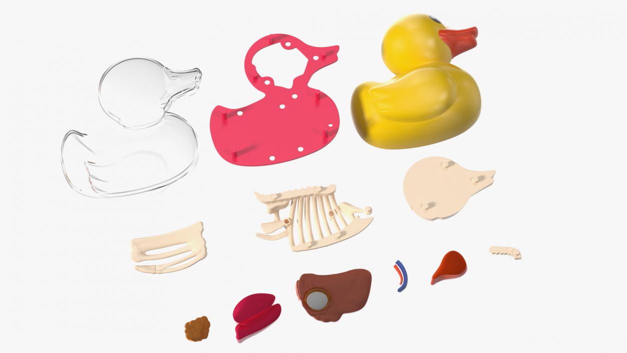 3D Bath Duck Anatomy Parts model