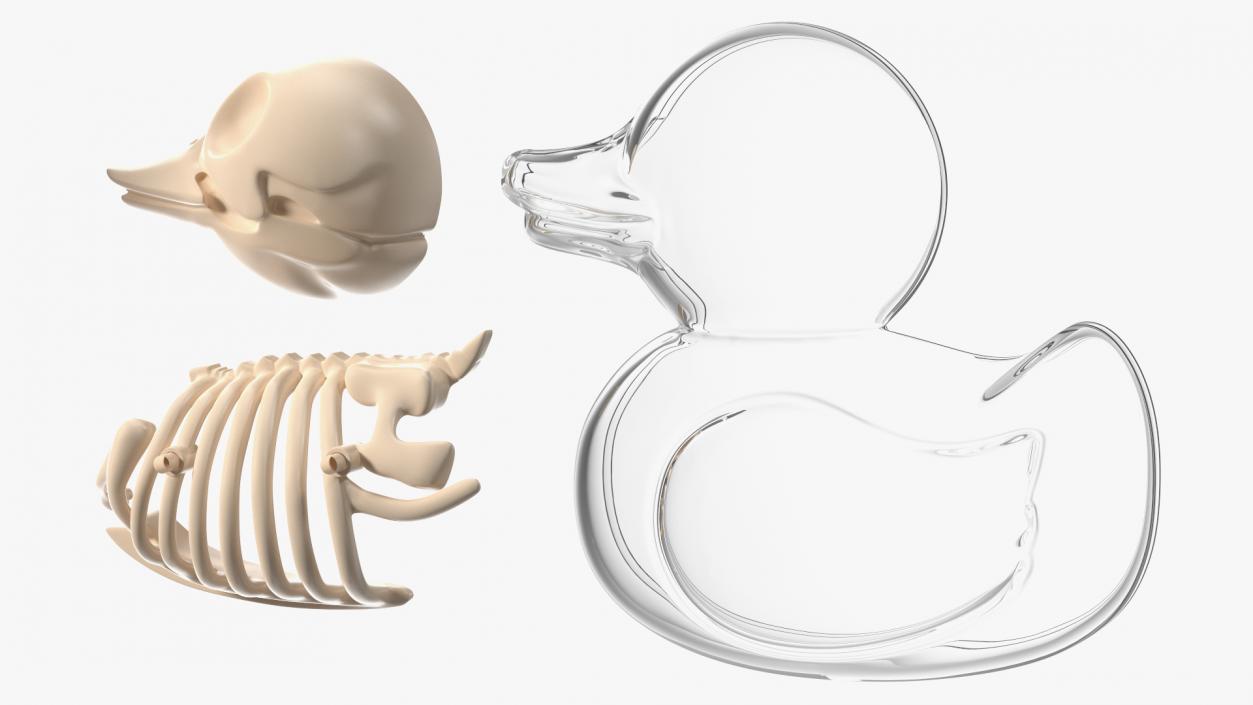 3D Bath Duck Anatomy Parts model