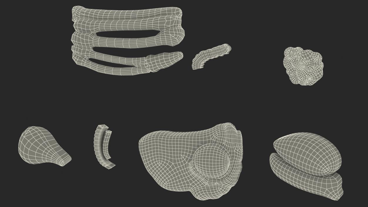 3D Bath Duck Anatomy Parts model