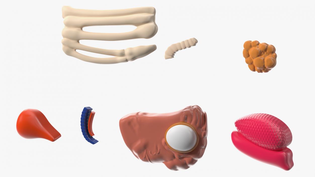 3D Bath Duck Anatomy Parts model