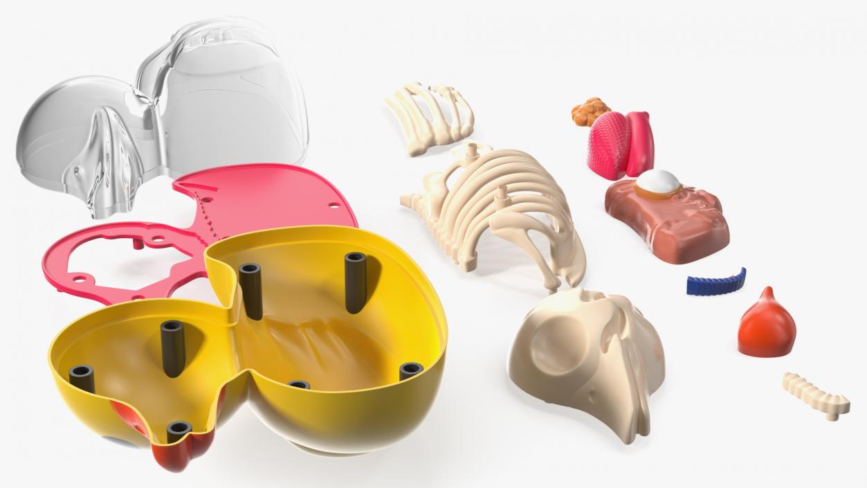 3D Bath Duck Anatomy Parts model