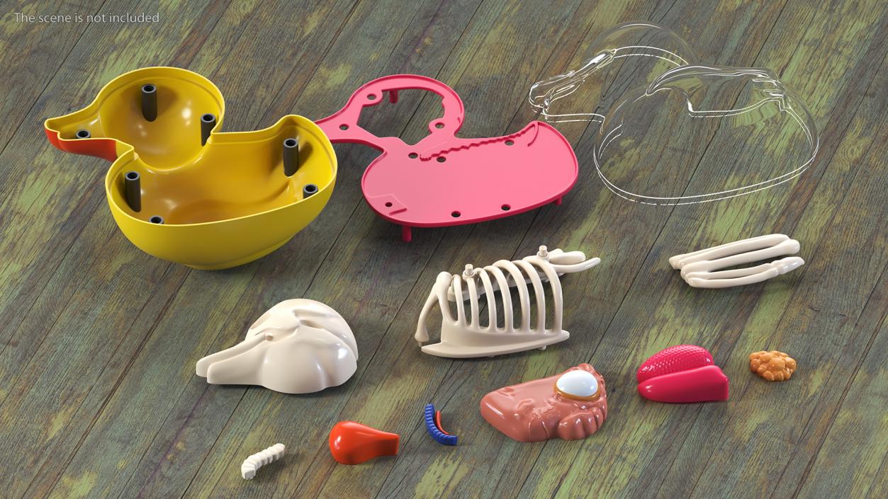 3D Bath Duck Anatomy Parts model