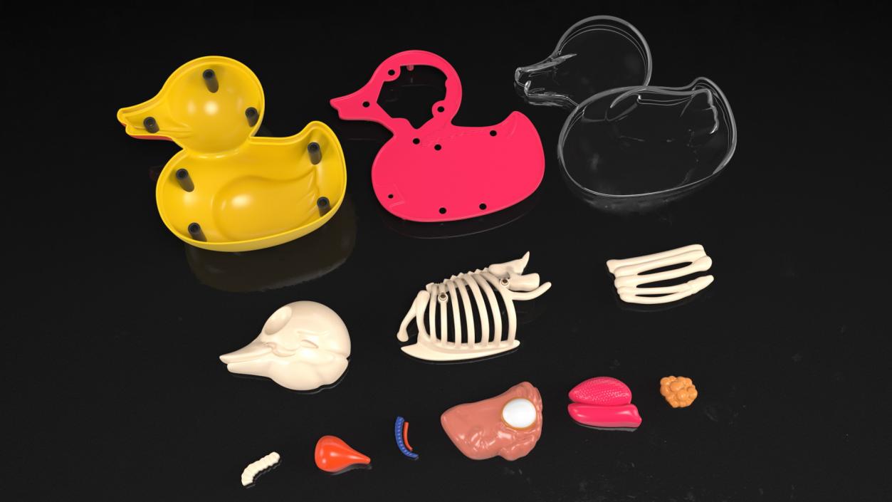 3D Bath Duck Anatomy Parts model