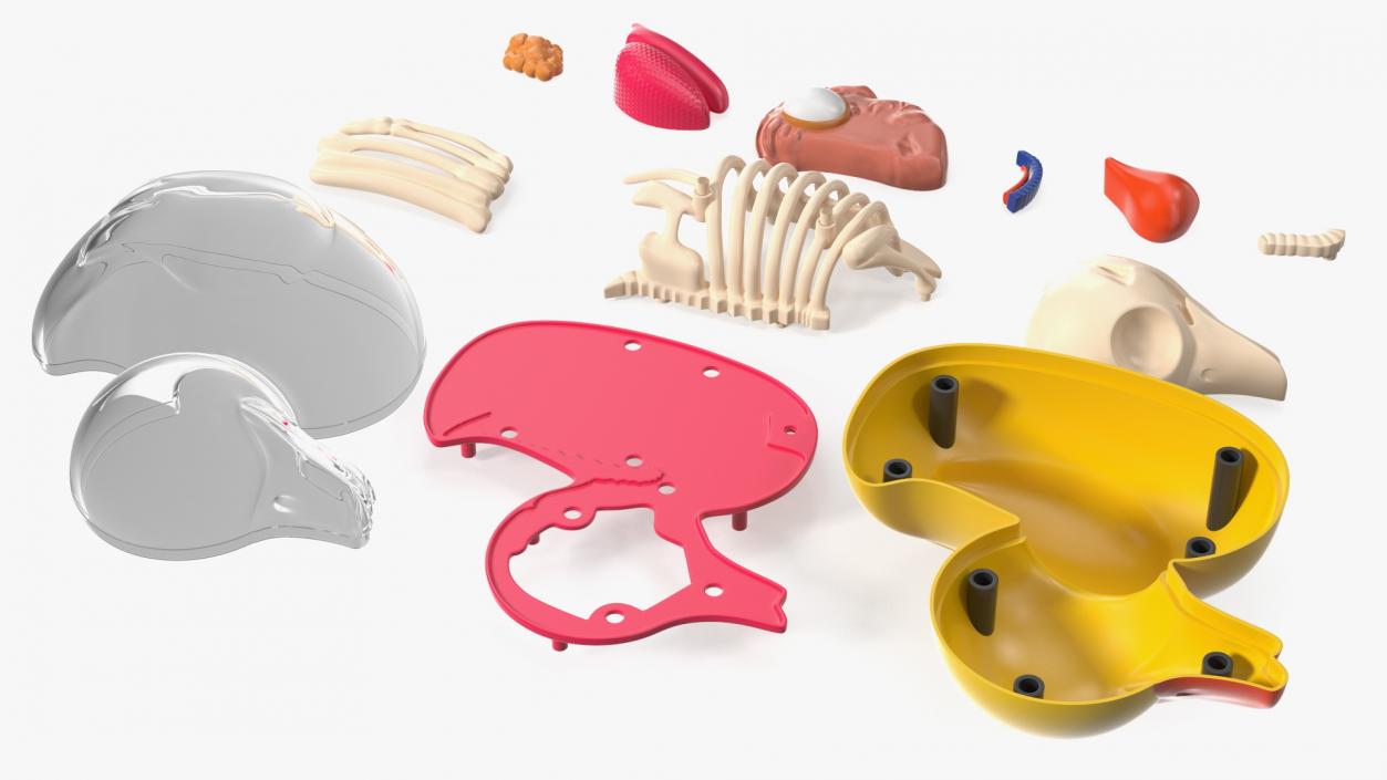 3D Bath Duck Anatomy Parts model