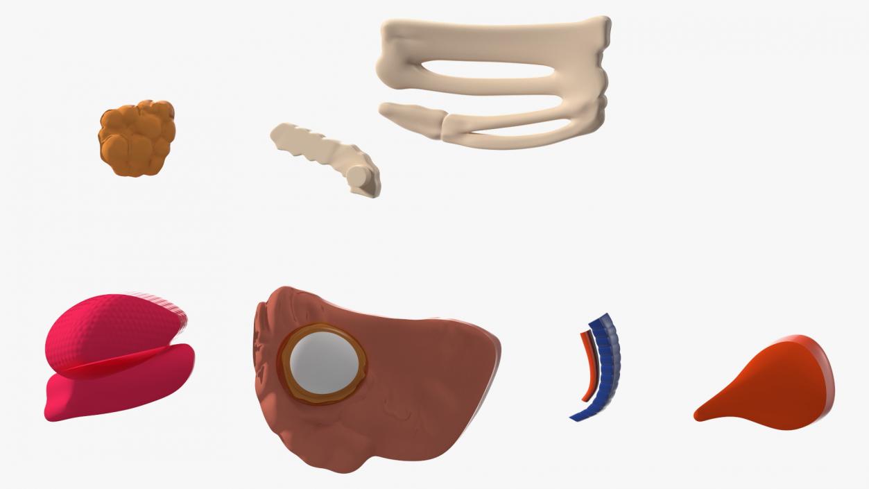 3D Bath Duck Anatomy Parts model