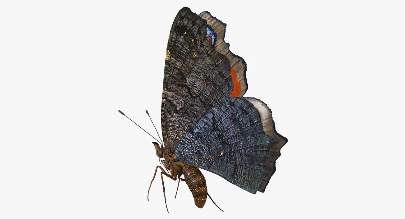 3D Aglais io Butterfly Flying Pose