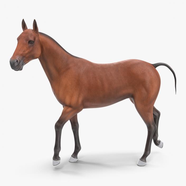 3D Bay Horse Rigged