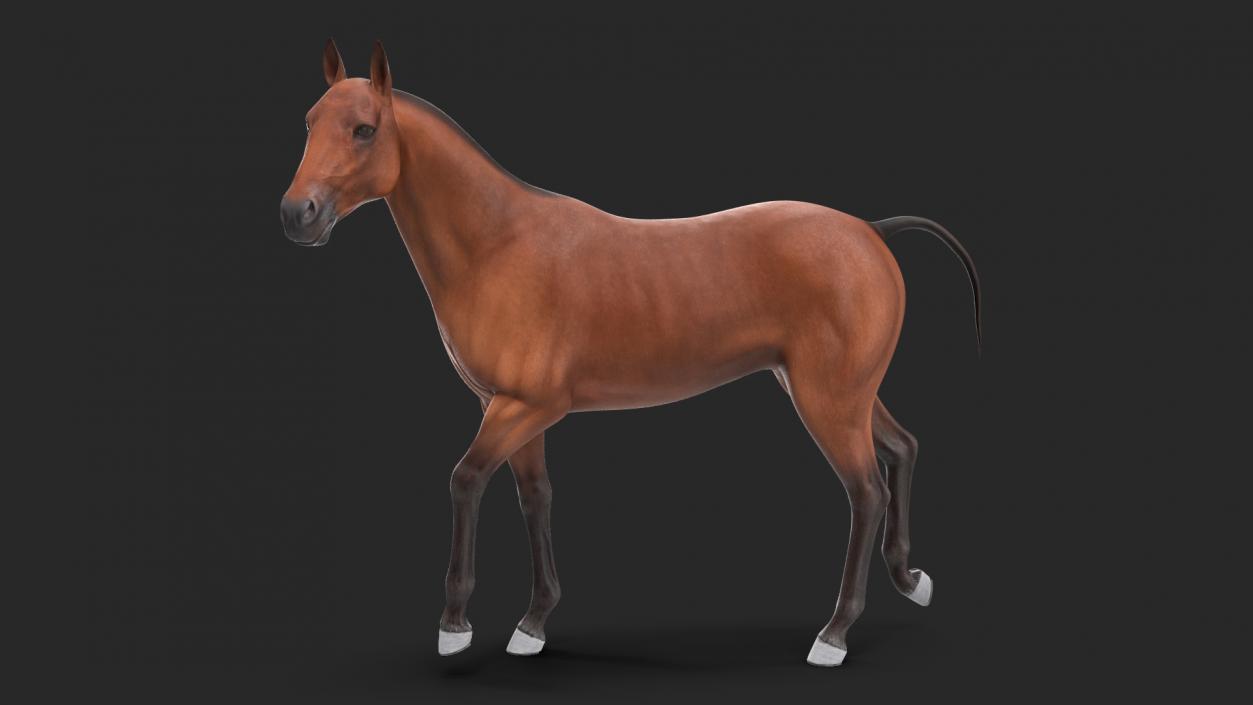 3D Bay Horse Rigged