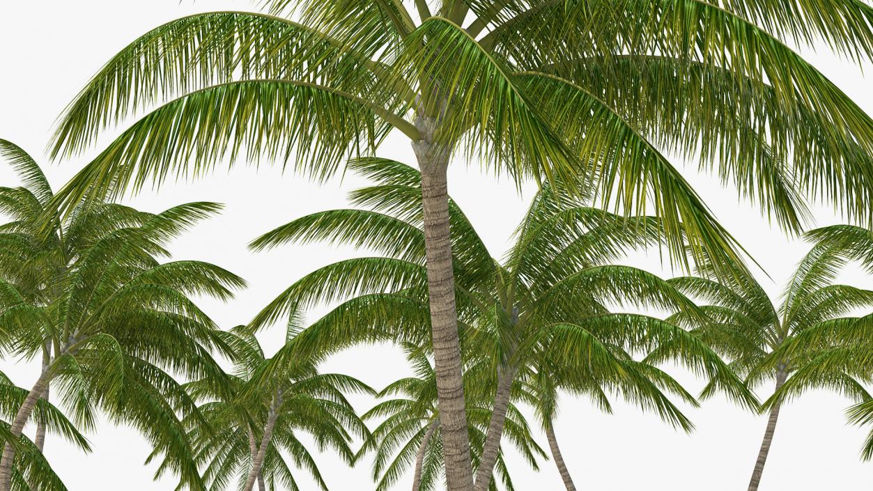 3D Tropical Island with Palm Trees