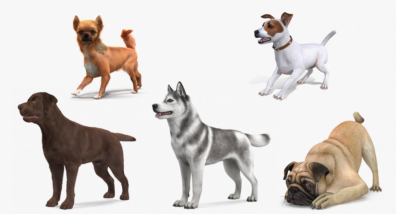 Dogs Rigged Collection 4 3D model