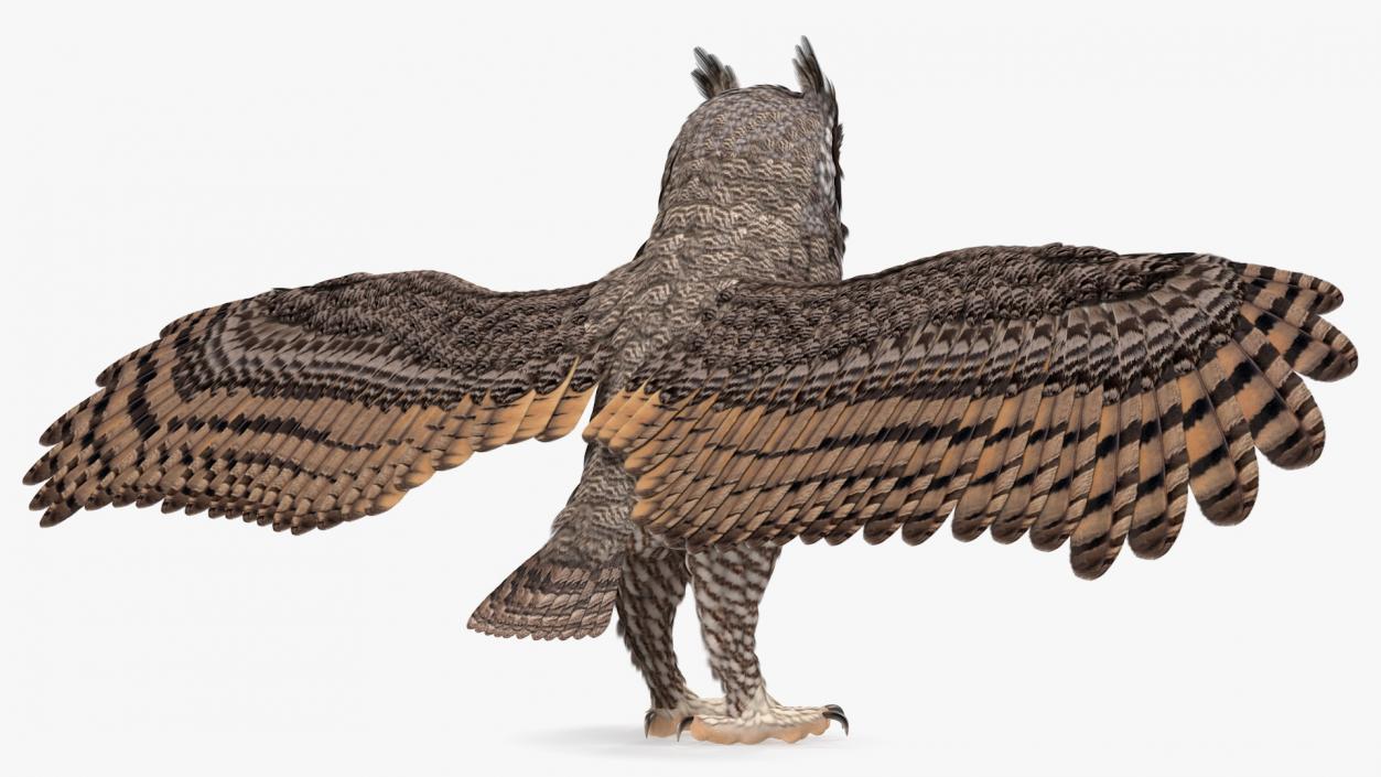 3D Great Horned Owl Rigged model