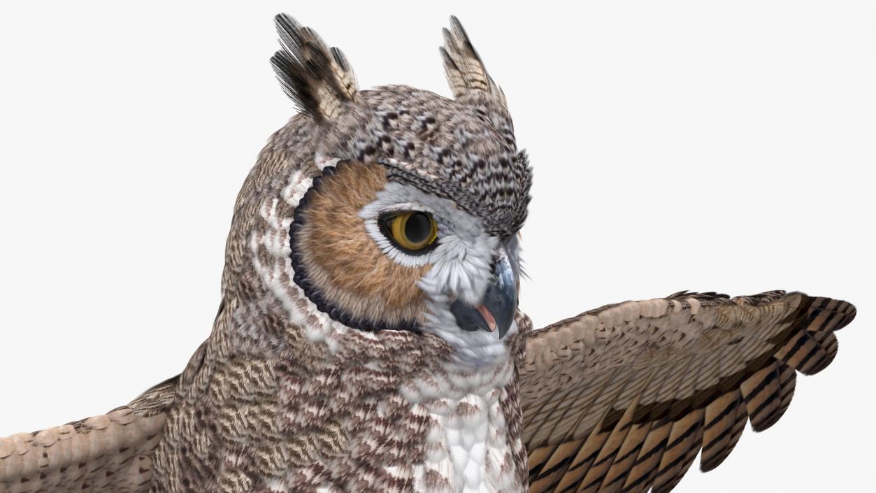 3D Great Horned Owl Rigged model