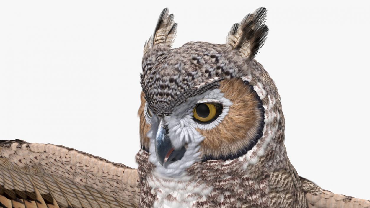 3D Great Horned Owl Rigged model