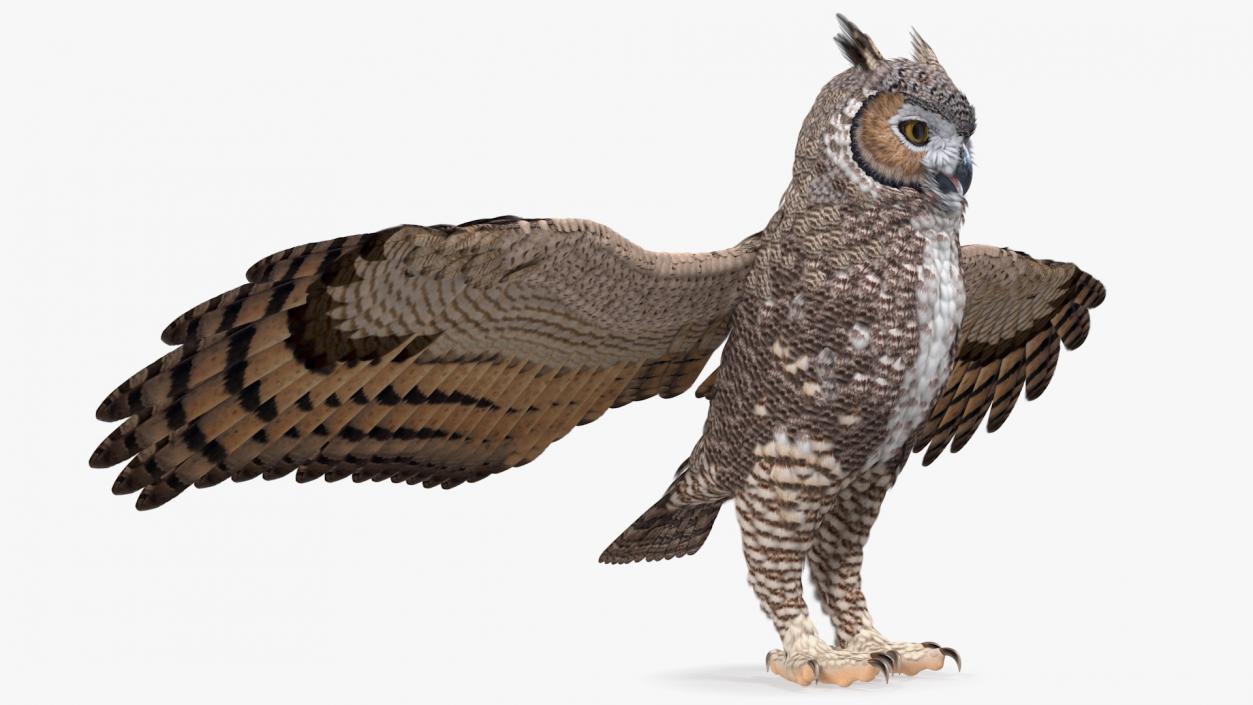 3D Great Horned Owl Rigged model