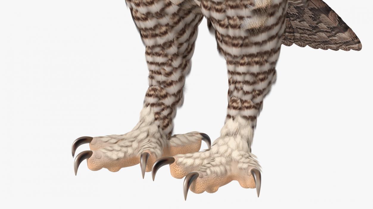 3D Great Horned Owl Rigged model