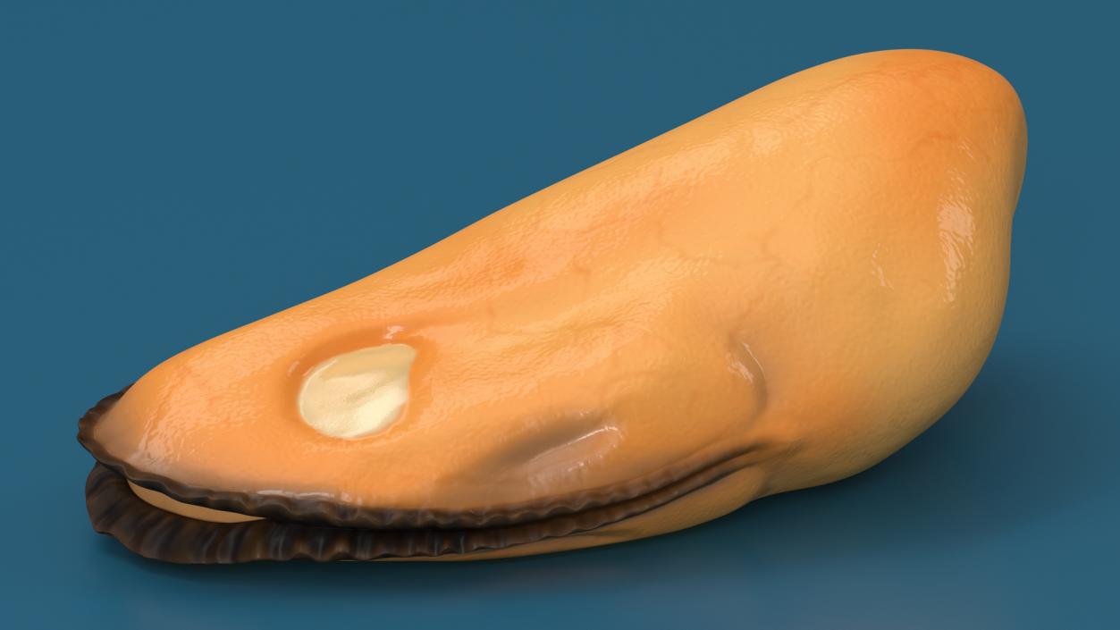 3D Boiled Mussel Meat model