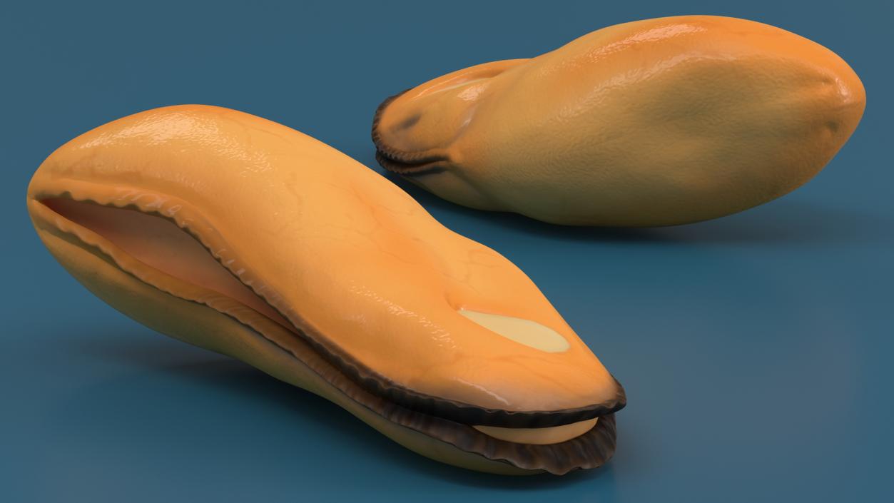 3D Boiled Mussel Meat model