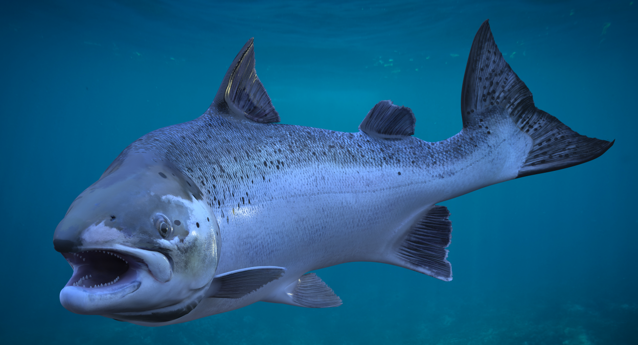 Animated Leaping Atlantic Salmon Fish Rigged 3D model