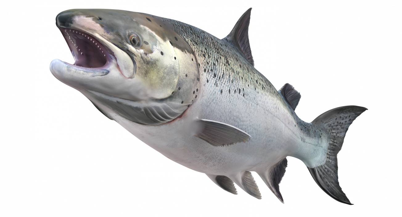 Animated Leaping Atlantic Salmon Fish Rigged 3D model