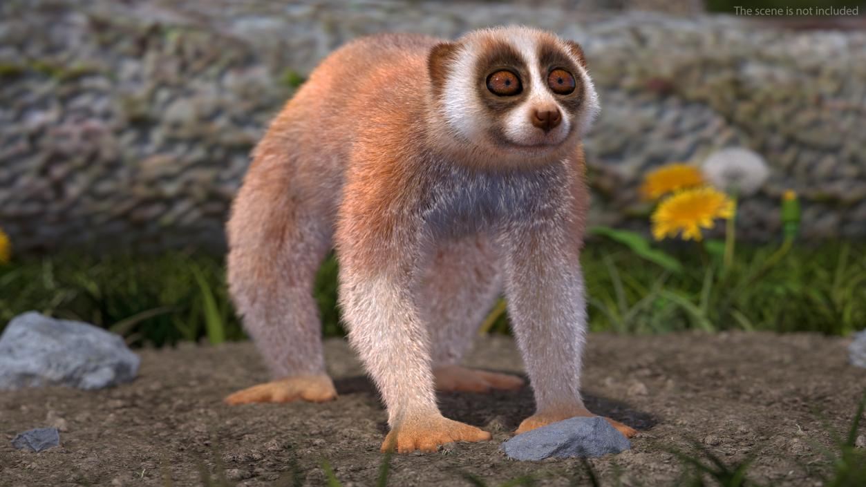 3D model Lemur Slow Loris Fur