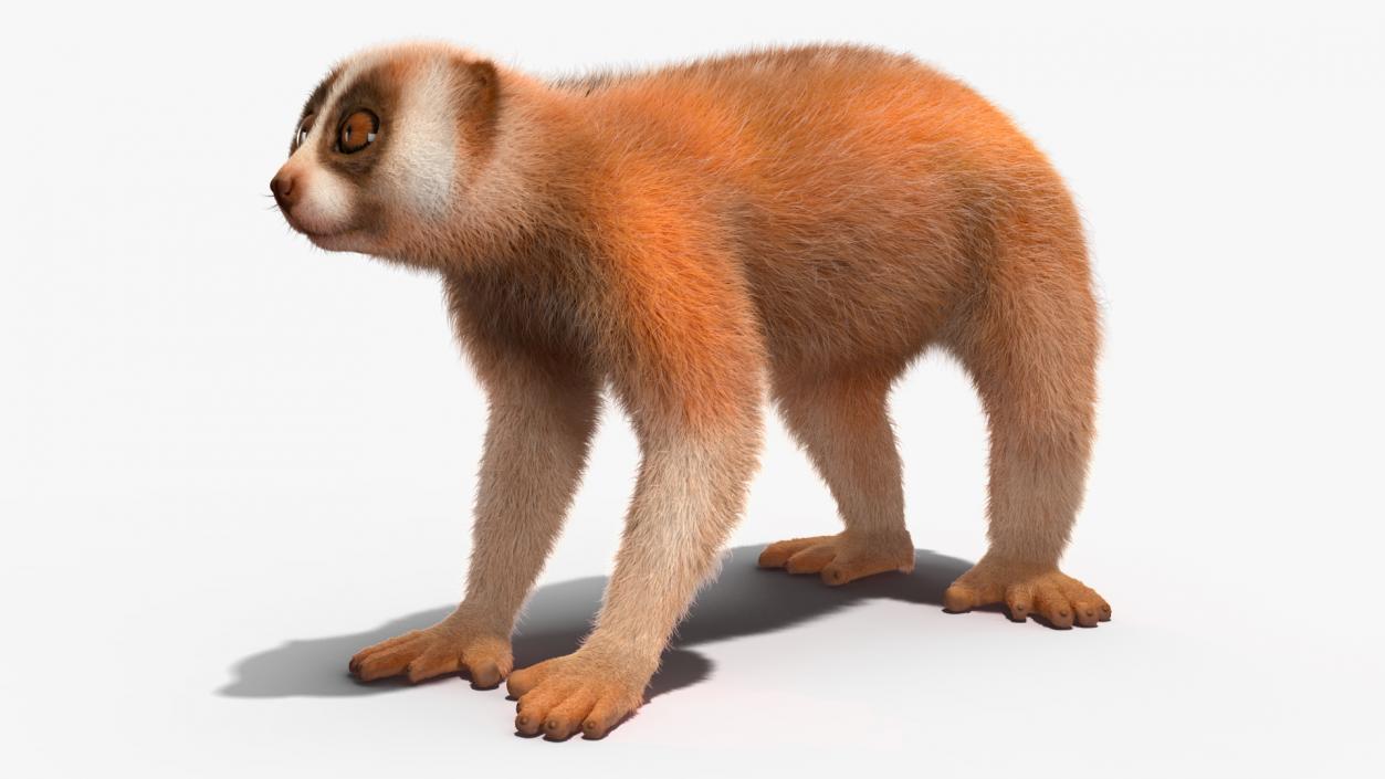 3D model Lemur Slow Loris Fur