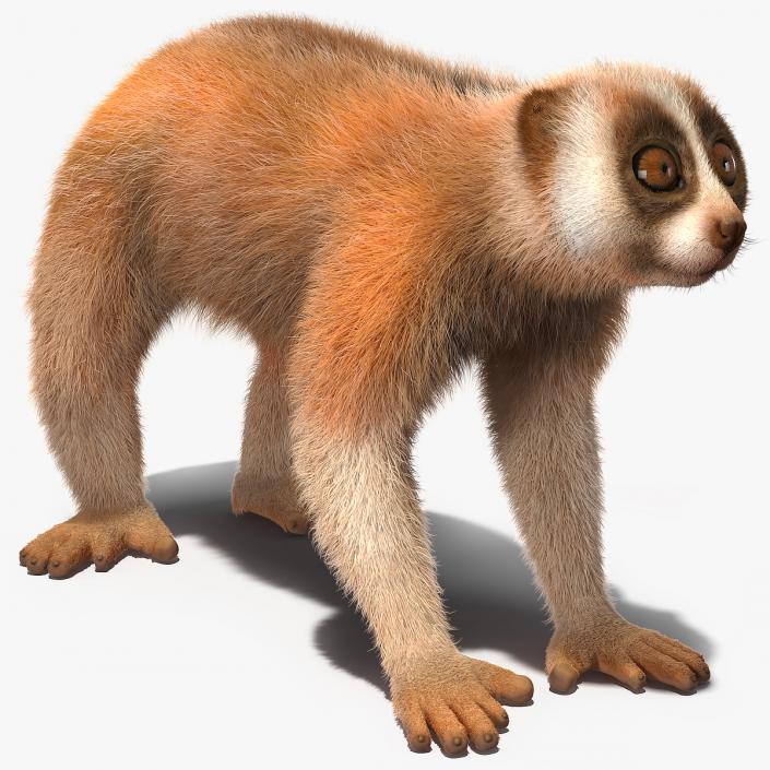 3D model Lemur Slow Loris Fur