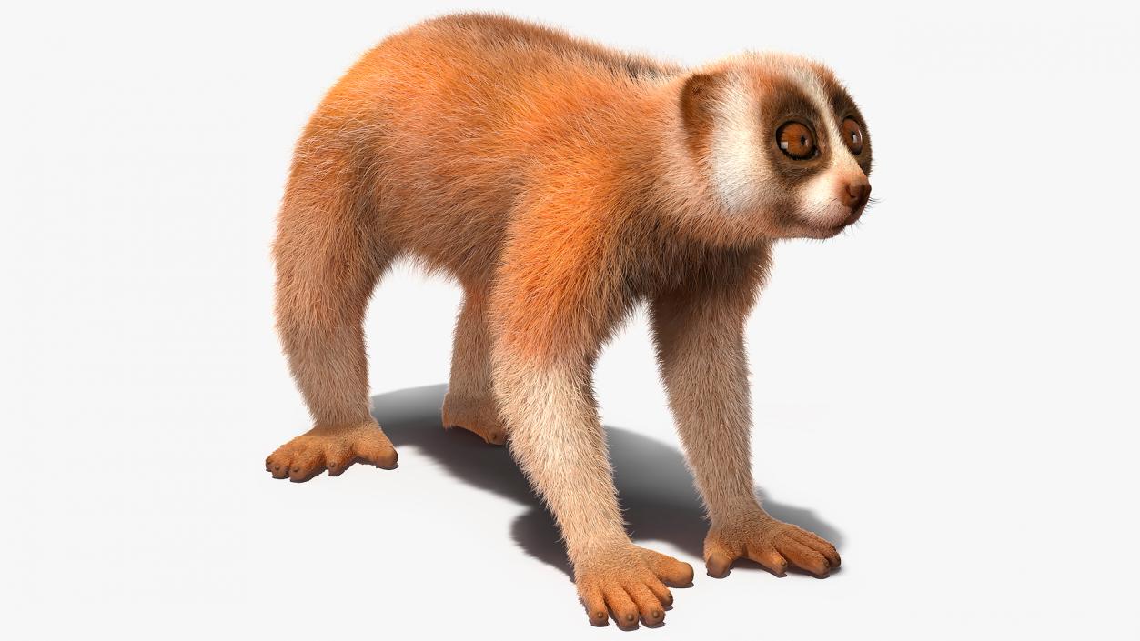 3D model Lemur Slow Loris Fur