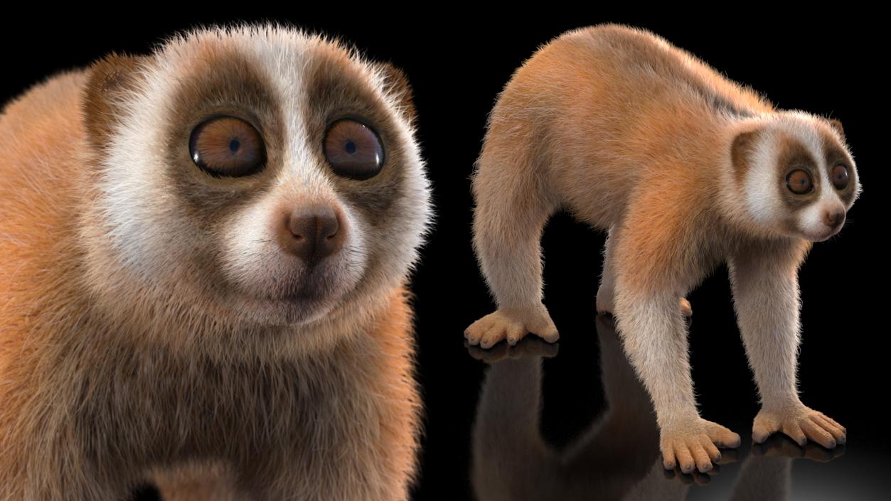 3D model Lemur Slow Loris Fur