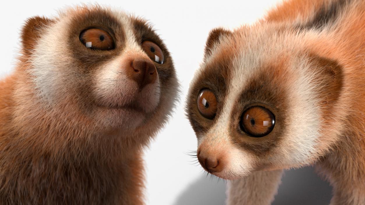 3D model Lemur Slow Loris Fur