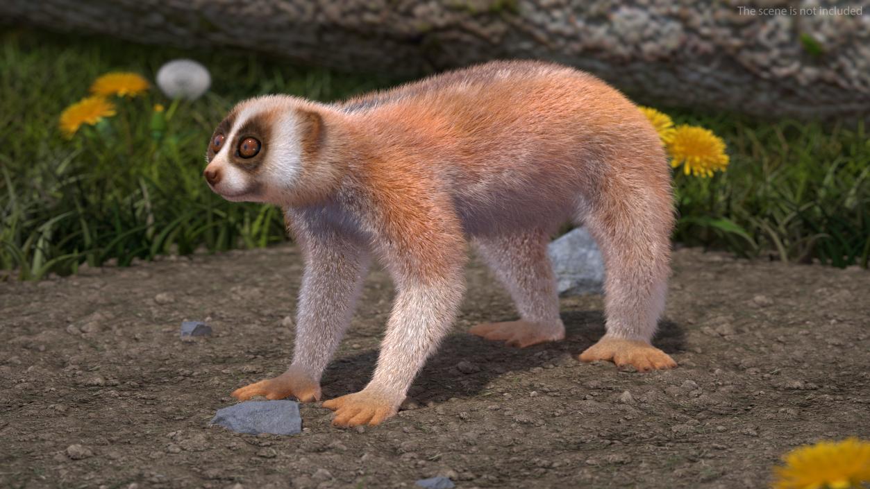 3D model Lemur Slow Loris Fur