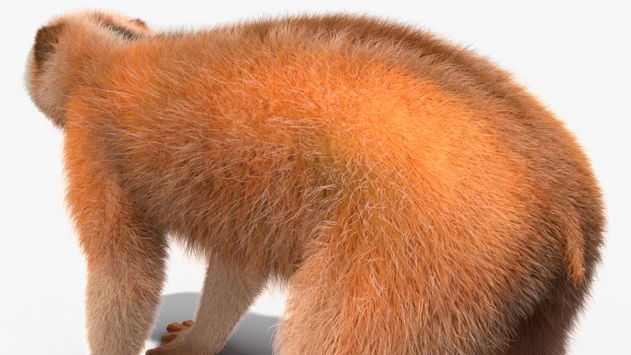 3D model Lemur Slow Loris Fur