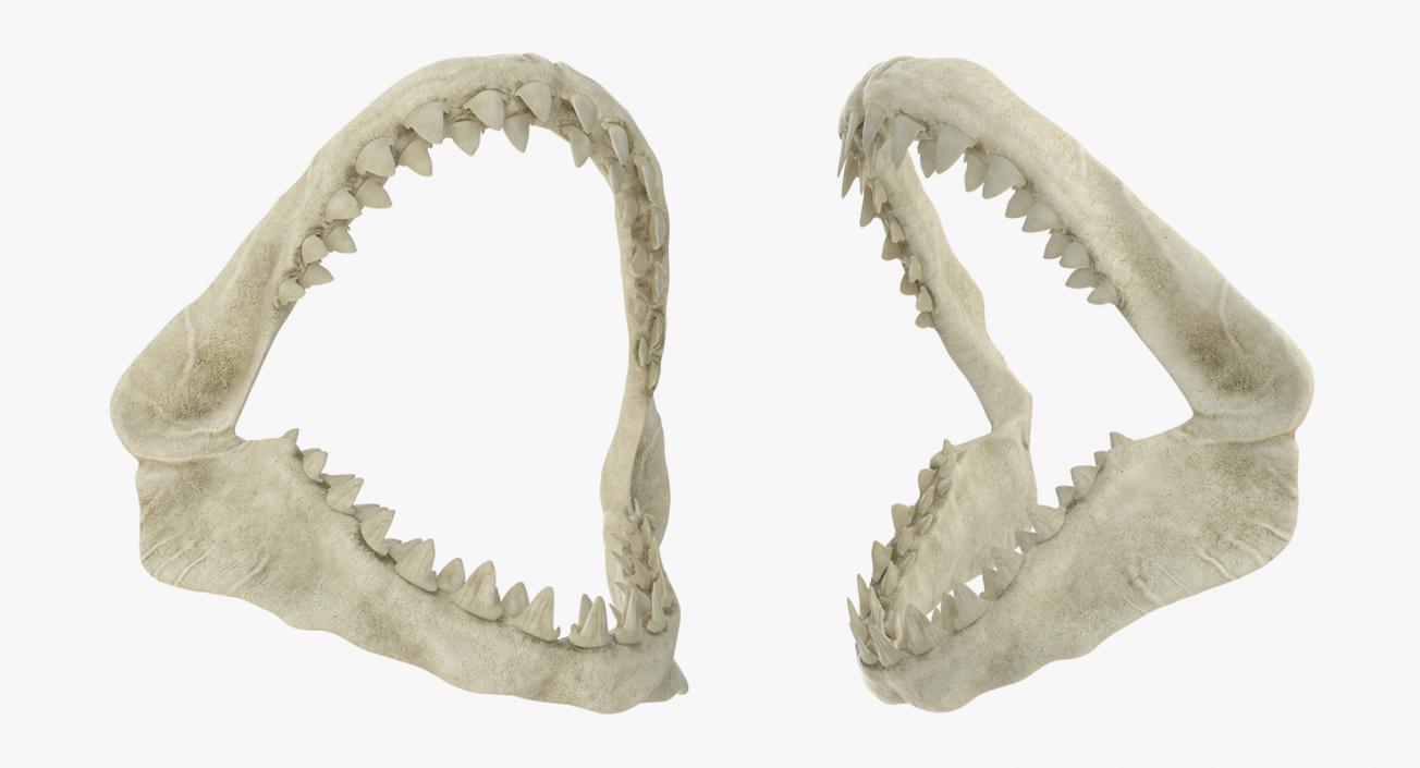 Shark Teeth Collection 2 3D model