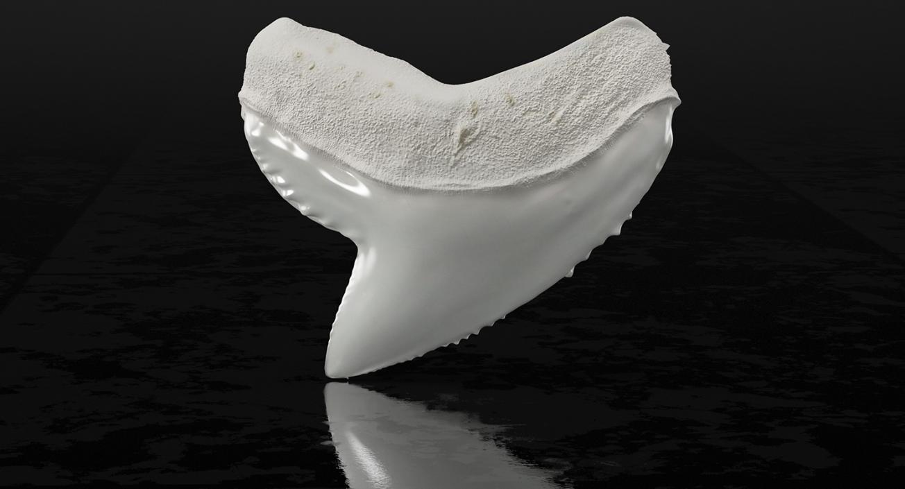 Shark Teeth Collection 2 3D model