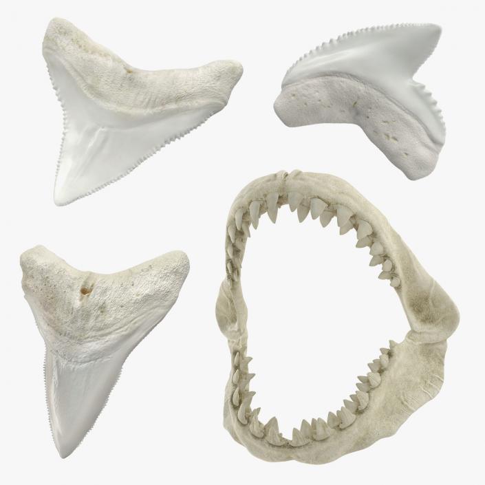 Shark Teeth Collection 2 3D model